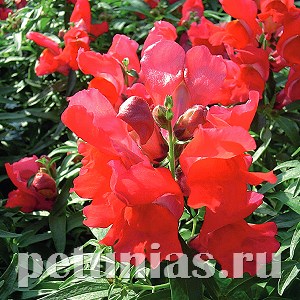 Антирринум Snappy Scarlet - 10 шт 10084