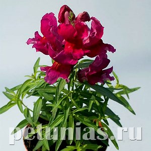 Антирринум Snappy Violet - 10 шт 10085
