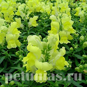 Антирринум Snappy Yellow - 10 шт 10087