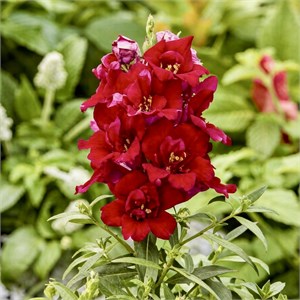 {{photo.Alt || photo.Description || 'Антирринум махровый Twinny Red - 10 шт'}}