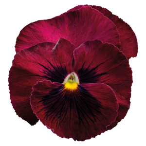 {{photo.Alt || photo.Description || 'Виола Inspire Deluxxe Deep Rose Blotch - 5 шт'}}