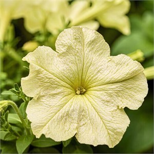 Петуния Tango Yellow Lime - 10 шт 11507