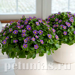 Экзакум Royal Dane Deep Blue - 5 шт 11274