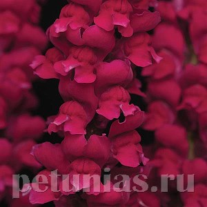 Львиный зев Cool Crimson - 5 шт 10102