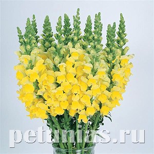 Львиный зев Cool Yellow - 5 шт 10108