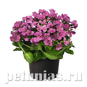 Арабис Catwalk Pink - 5 шт 10109