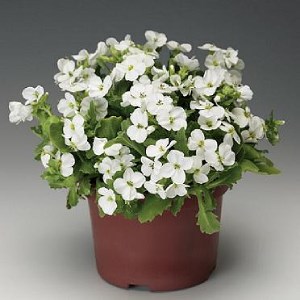 Арабис Catwalk White - 5 шт 10110