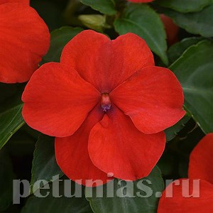 Бальзамин Beacon Bright Red - 5 шт 10114