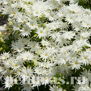 Флокс Popstars White - 5 шт 11208