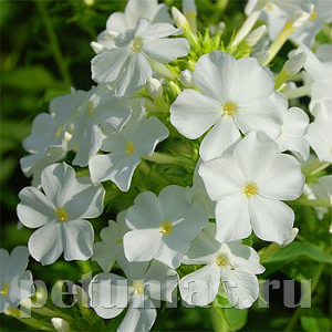 Флокс друммонда 21st Century White - 5 шт 11209