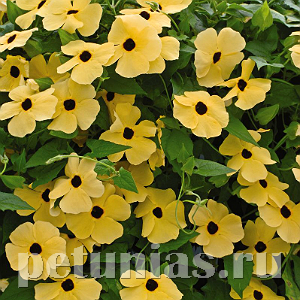 Тунбергия Susie Yellow Black Eye - 3 шт 11200