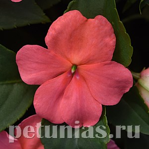 Бальзамин Beacon Coral - 5 шт 10115