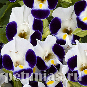 Торения Hi-Lite Blue White Beacon - 5 шт 11195