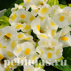 Торения Kauai Lemon Drop - 5 шт 11197