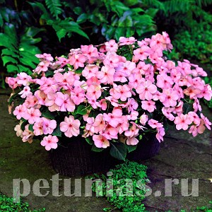 Бальзамин Lollipop Bubblegum Pink - 5 шт 10122