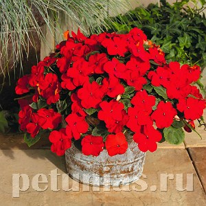 Бальзамин Lollipop Cherry Red Imp - 5 шт 10123