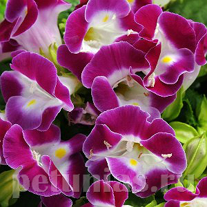 Торения Kauai Magenta - 5 шт 11374