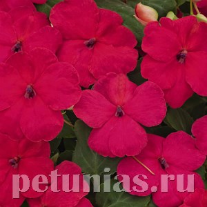 Бальзамин Lollipop Dragon Fruit - 5 шт 10125