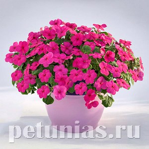 Бальзамин Lollipop Fruit Punch Rose - 5 шт 10126