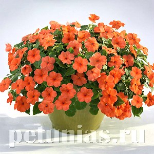 Бальзамин Lollipop Peach Salmon - 5 шт 10128