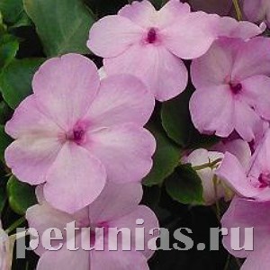 Бальзамин Lollipop Pink Lemonade - 5 шт 10129