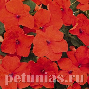 Бальзамин Lollipop Tangerine - 5 шт 10132