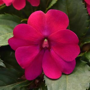 Бальзамин Solarscape Magenta Bliss - 3 шт 10133