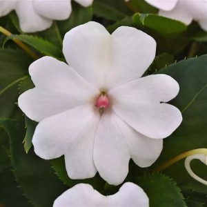 Бальзамин Solarscape White Pearl - 3 шт 10135