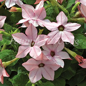 Табак крылатый Saratoga Appleblossom - 10 шт 11187