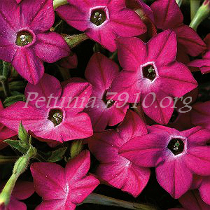 Табак крылатый Saratoga Deep Rose - 10 шт 11188