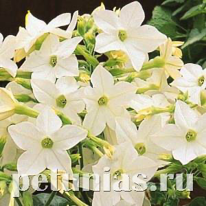 Табак крылатый Saratoga White - 10 шт 11193