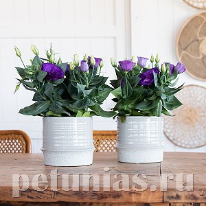 Эустома Julietta F1 Blue - 5 шт 11358