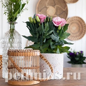 Эустома Julietta F1 Pink - 5 шт 11359