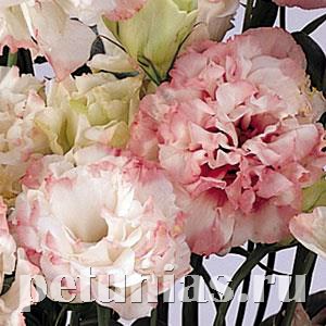 Эустома ABC 1 Rose Rim - 5 шт 11288