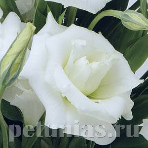 Эустома ABC 1 White - 5 шт 11289