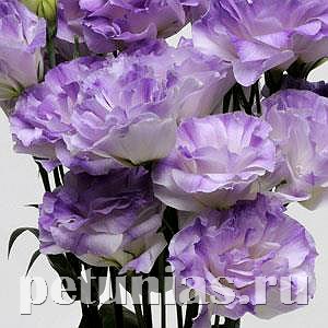 Эустома ABC 2 Misty Blue - 5 шт 11284