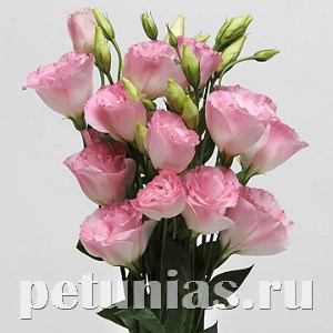 Эустома ABC 2 Misty Pink - 5 шт 11285