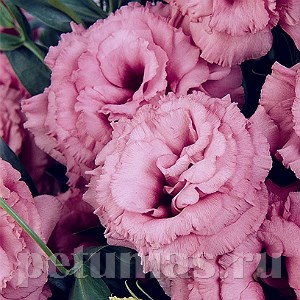 Эустома ABC 2 Rose - 5 шт 11287