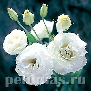 Эустома Arena White - 5 шт 11306