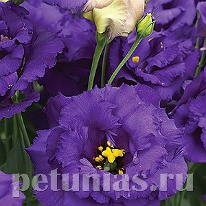 Эустома Corelli Blue - 5 шт 11308