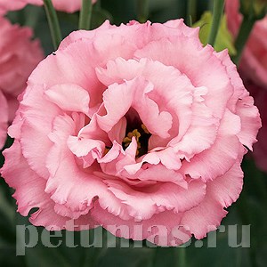 Эустома Corelli Rose - 5 шт 11314