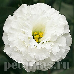 Эустома Corelli White - 5 шт 11315