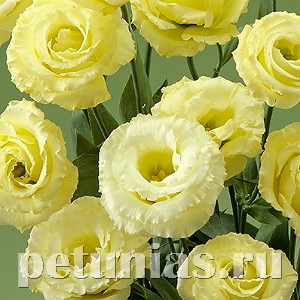 Эустома Corelli Yellow - 5 шт 11316