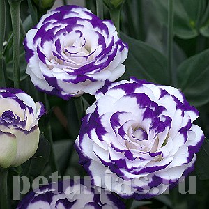 Эустома Croma Blue Picotee - 5 шт 11317