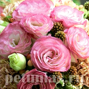 Эустома Croma Pink Picotee - 5 шт 11321