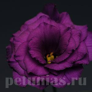 Эустома Flare Deep Blue - 5 шт 11325