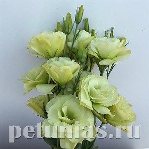 Эустома Flare Jade - 5 шт 11326