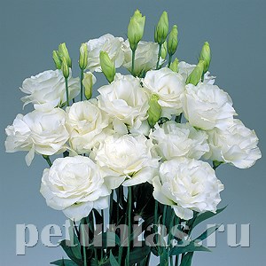 Эустома Mariachi Pure White - 5 шт 11336