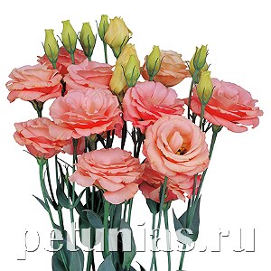 Эустома Rosita II Apricot - 5 шт 11337