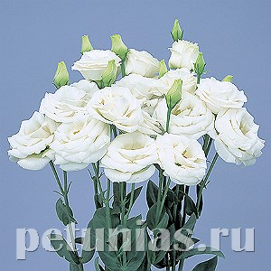 Эустома Rosita II White - 5 шт 11348